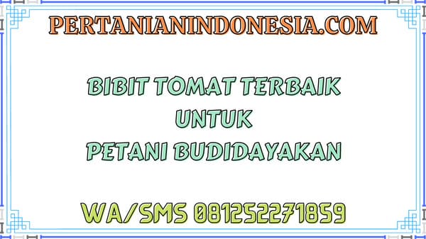 Bibit Tomat Terbaik Untuk Petani Budidayakan